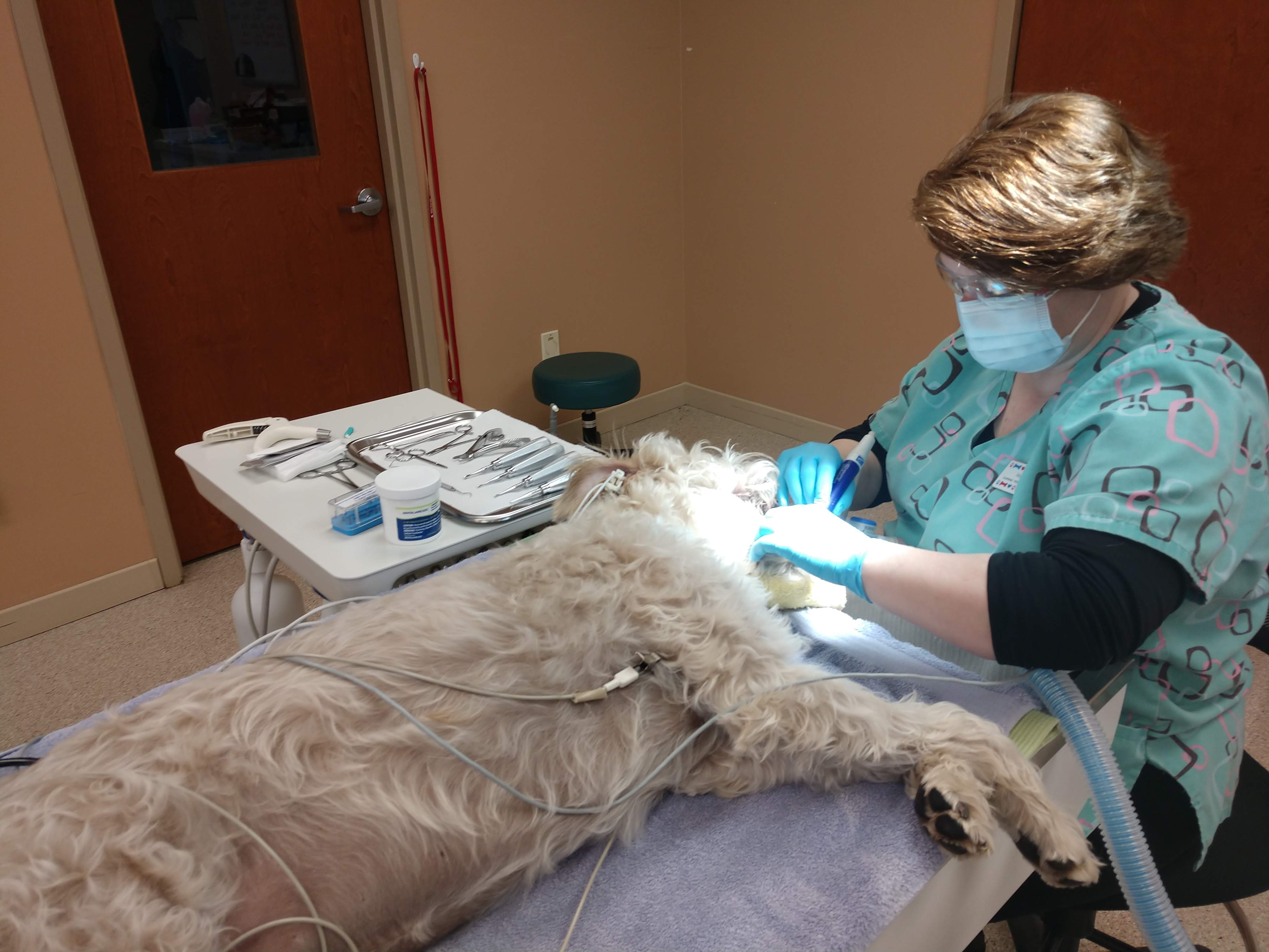Dental Procedures | Animal Hospital Of Union Grove | Union Grove, WI